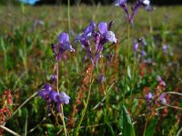 Linaria algarviana 12, Saxifraga-Ed Stikvoort