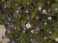 Linaria algarviana 2, Saxifraga-Jan van der Straaten