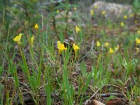 Linaria oblongifolia ssp haenseleri 7, Saxifraga-Ed Stikvoort