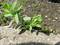 Linaria purpurea 2, Walstroleeuwenbek, Saxifraga-Rutger Barendse