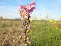 Linaria purpurea 3, Walstroleeuwenbek, Saxifraga-Rutger Barendse