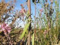 Linaria purpurea 4, Walstroleeuwenbek, Saxifraga-Rutger Barendse