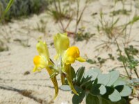 Linaria thymifolia 2, Saxifraga-Rutger Barendse