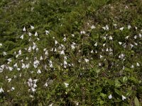 Linnaea borealis 51, Linnaeusklokje, Saxifraga-Willem van Kruijsbergen