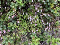 Linnaea borealis 53, Linnaeusklokje, Saxifraga-Willem van Kruijsbergen