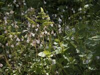 Linnaea borealis 58, Linnaeusklokje, Saxifraga-Willem van Kruijsbergen