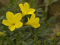 Linum arboreum 10, Saxifraga-Jan van der Straaten