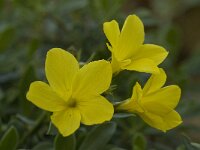 Linum arboreum 2, Saxifraga-Willem van Kruijsbergen