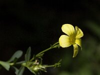 Linum arboreum 8, Saxifraga-Jan van der Straaten