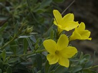 Linum arboreum 9, Saxifraga-Jan van der Straaten