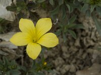 Linum campanulatum 2, Saxifraga-Willem van Kruijsbergen