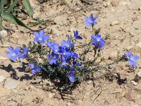 Linum narbonense 17, Saxifraga-Bart Heijne : 2024, Las Bárdenas Reales, Linum narbonense, Navarra, Spanje, april, plant, vakantie, vlas van Narbonne, voorjaar