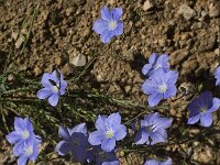 Linum narbonense 4, Saxifraga-Jan van der Straaten