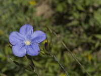 Linum narbonense 5, Saxifraga-Jan van der Straaten
