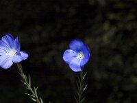 Linum narbonense 7, Saxifraga-Jan van der Straaten