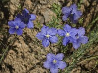 Linum narbonense 9, Saxifraga-Jan van der Straaten