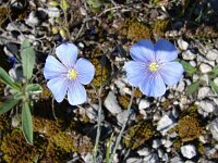 Linum perenne 2, Overblijvend vlas, Saxifraga-Jasenka Topic