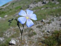 Linum perenne 3, Overblijvend vlas, Saxifraga-Jasenka Topic