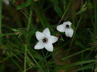 Linum suffruticosum 2, Saxifraga-Dirk Hilbers