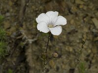 Linum suffruticosum ssp appressum 9, Saxifraga-Marijke Verhagen