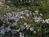 Linum tenuifolium 17, Saxifraga-Hans Grotenhuis