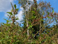 Lipandra polysperma 10, Korrelganzenvoet, Saxifraga-Ed Stikvoort