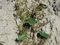 Lipandra polysperma 2, Korrelganzenvoet, Saxifraga-Ed Stikvoort