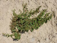 Lipandra polysperma 3, Korrelganzenvoet, Saxifraga-Ed Stikvoort