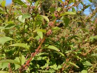 Lipandra polysperma 4, Korrelganzenvoet, Saxifraga-Ed Stikvoort