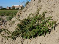 Lipandra polysperma 5, Korrelganzenvoet, Saxifraga-Ed Stikvoort