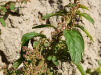 Lipandra polysperma 6, Korrelganzenvoet, Saxifraga-Ed Stikvoort