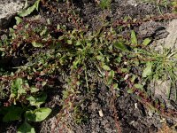 Lipandra polysperma 7, Korrelganzenvoet, Saxifraga-Ed Stikvoort