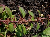 Lipandra polysperma 8, Korrelganzenvoet, Saxifraga-Ed Stikvoort