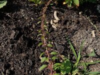 Lipandra polysperma 9, Korrelganzenvoet, Saxifraga-Ed Stikvoort