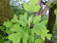 Liriodendron tulipifera 2, Saxifraga-Rutger Barendse