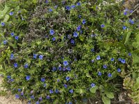 Lithodora diffusa ssp lusitanica 3, Saxifraga-Jan van der Straaten