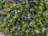 Lithodora diffusa ssp lusitanica 4, Saxifraga-Jan van der Straaten