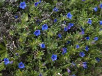 Lithodora diffusa ssp lusitanica 7, Saxifraga-Willem van Kruijsbergen