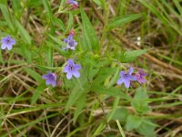 Lithospermum purpurocaeruleum 10, Saxifraga-Hans Grotenhuis