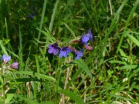 Lithospermum purpurocaeruleum 11, Saxifraga-Hans Grotenhuis