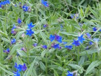 Lithospermum purpurocaeruleum 2, Saxifraga-Jan Willem Jongepier