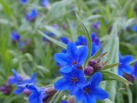 Lithospermum purpurocaeruleum 3, Saxifraga-Jan Willem Jongepier