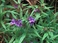 Lithospermum purpurocaeruleum 7, Saxifraga-Jan van der Straaten