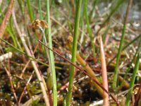 Littorella uniflora 12, Oeverkruid, Saxifraga-Rutger Barendse