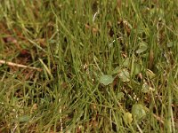 Littorella uniflora 16, Oeverkruid, Saxifraga-Bas Klaver