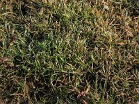 Littorella uniflora 19, Oeverkruid, Saxifraga-Hans Boll