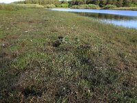 Littorella uniflora 20, Oeverkruid, Saxifraga-Hans Boll