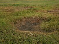 Littorella uniflora 24, Oeverkruid, Saxifraga-Hans Boll