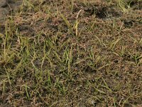 Littorella uniflora 27, Oeverkruid, Saxifraga-Hans Boll