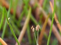 Littorella uniflora 31, Oeverkruid, Saxifraga-Hans Dekker